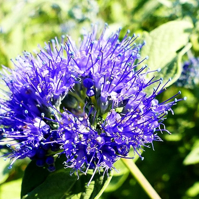 Bartblume 'Blue Empire' (Caryopteris clandonensis)