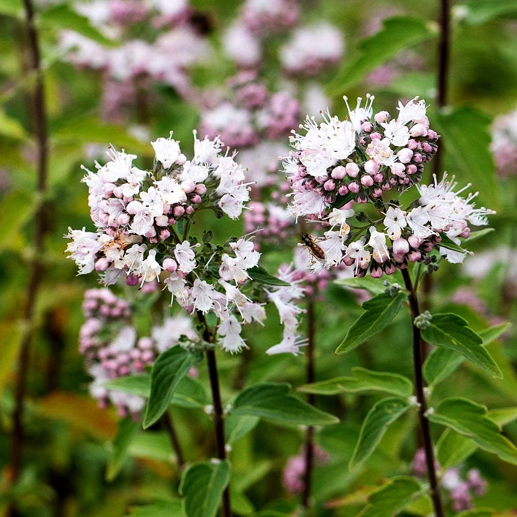 Bartblume 'Camara Pink' (Caryopteris clandonensis)
