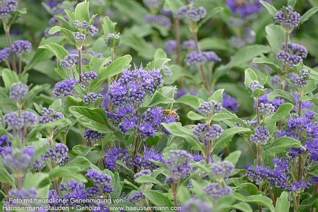 Bartblume 'Dark Knight' (Caryopteris clandonensis)