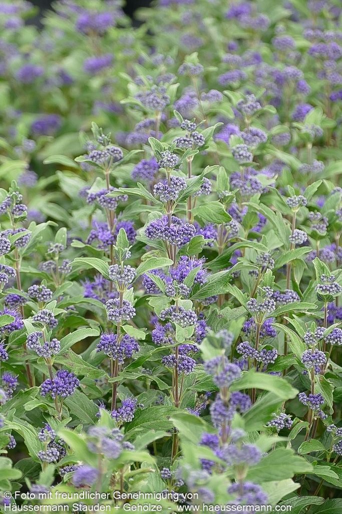 Bartblume 'Dark Knight' (Caryopteris clandonensis)