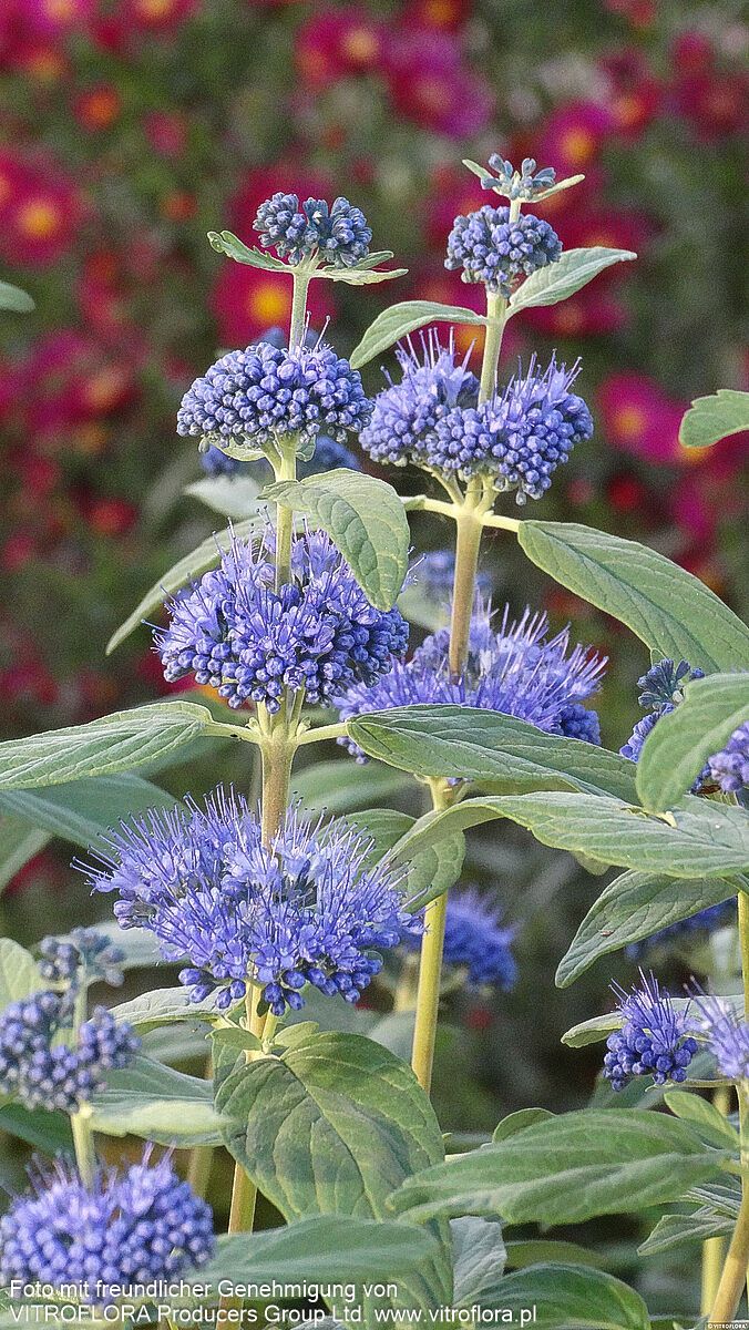 Bartblume 'Dark Knight' (Caryopteris clandonensis)