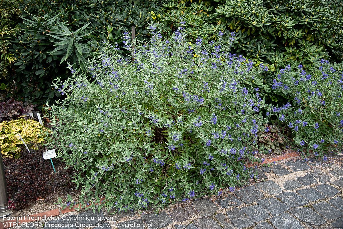 Bartblume 'Dark Knight' (Caryopteris clandonensis)