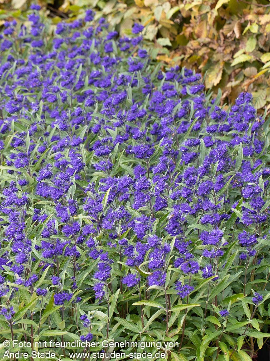 Bartblume 'Dark Knight' (Caryopteris clandonensis)