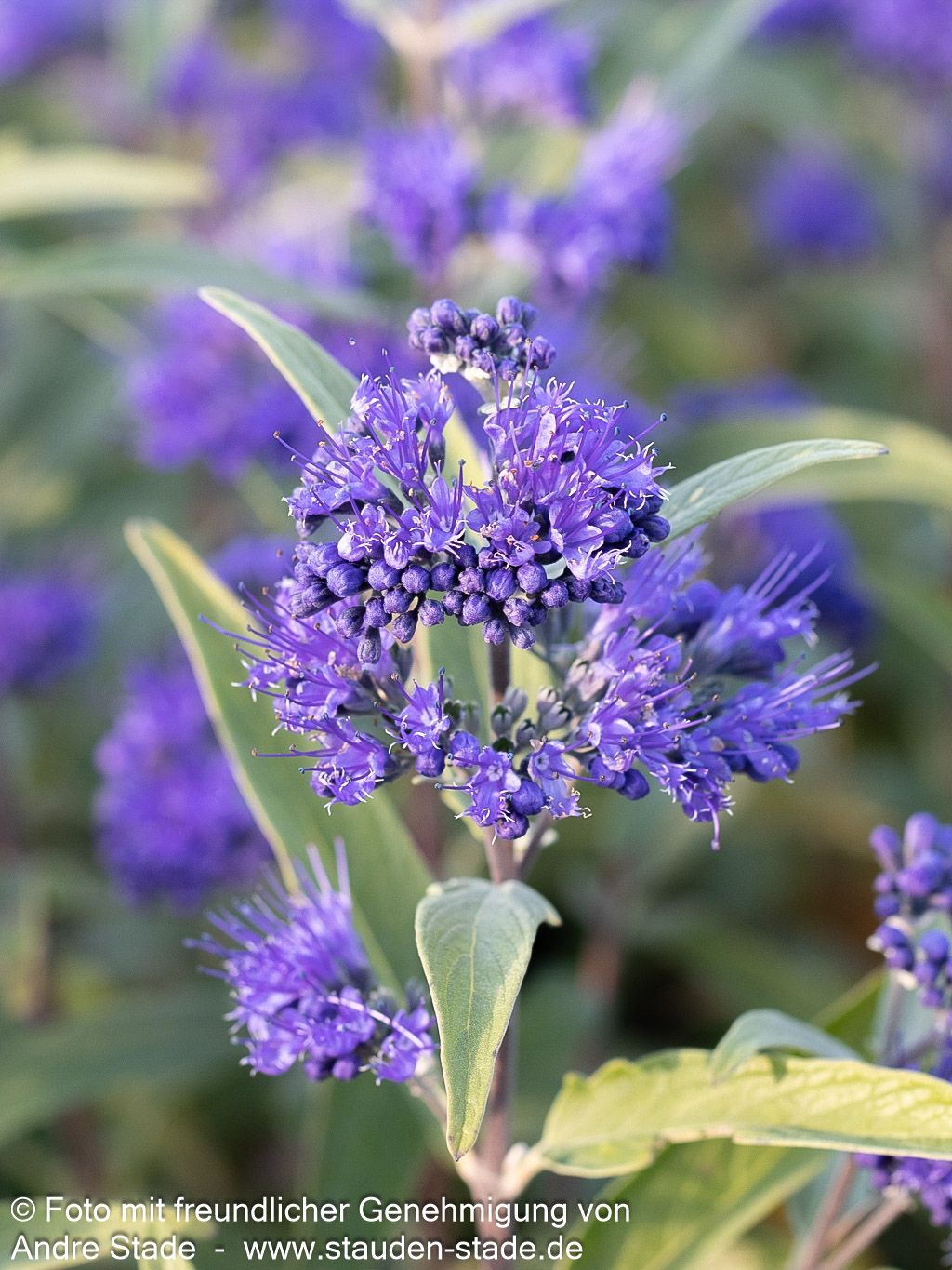 Bartblume 'Dark Knight' (Caryopteris clandonensis)