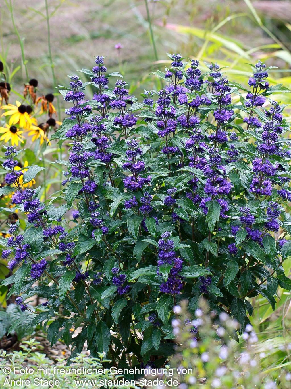 Bartblume 'Dark Knight' (Caryopteris clandonensis)