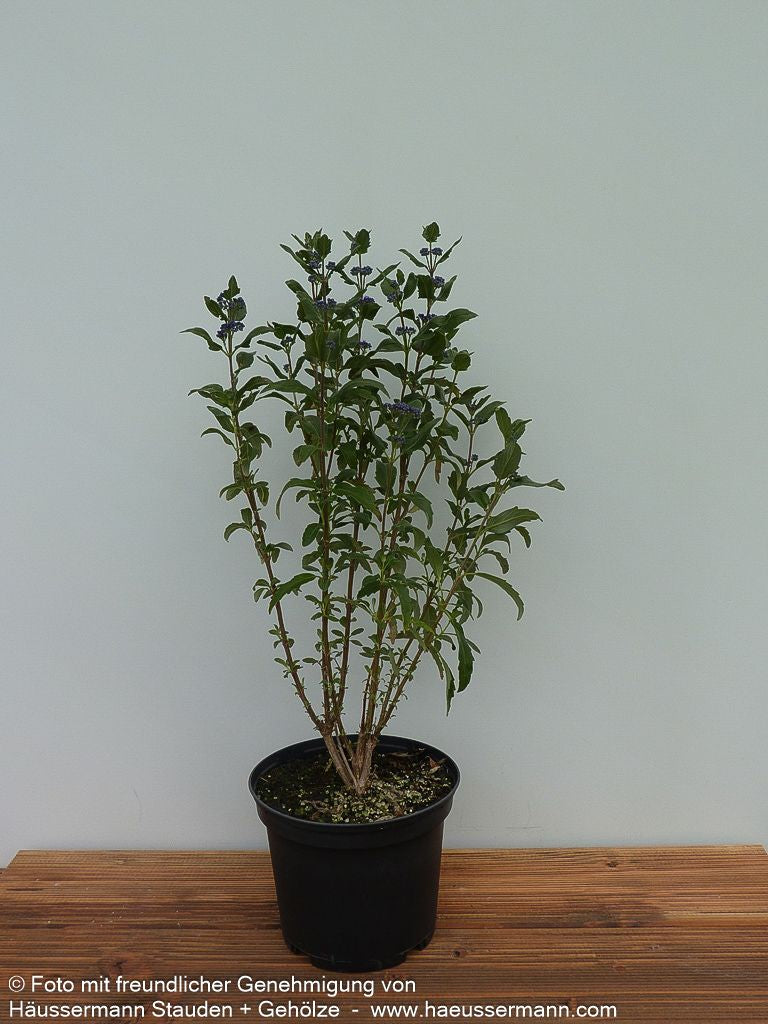 Bartblume 'Dark Knight' (Caryopteris clandonensis)