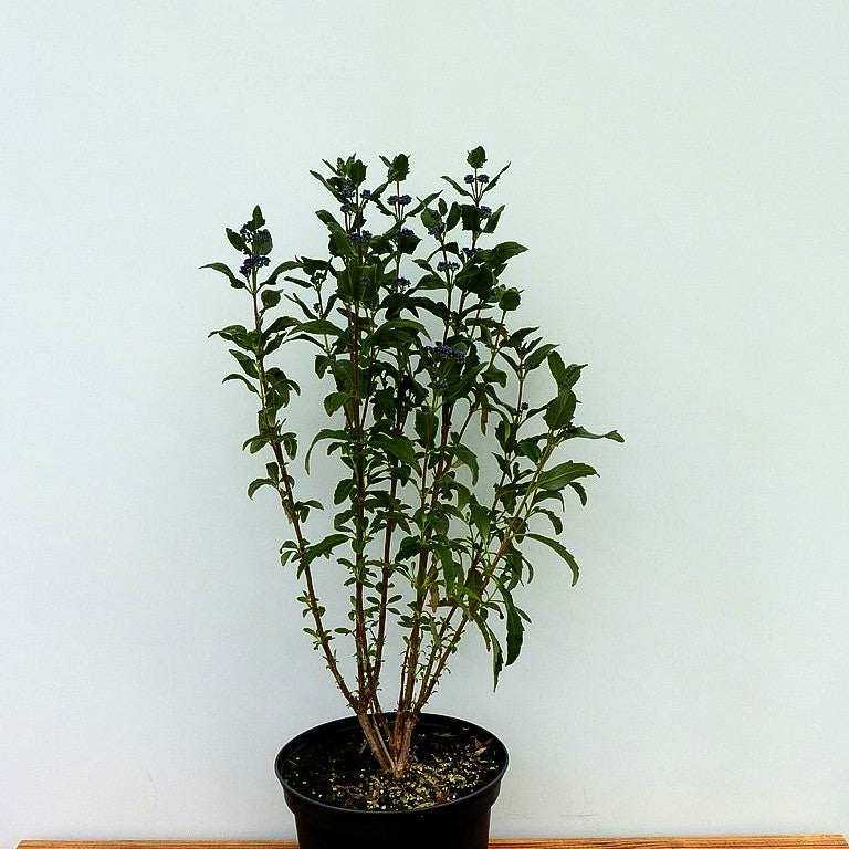 Bartblume 'Dark Knight' (Caryopteris clandonensis)