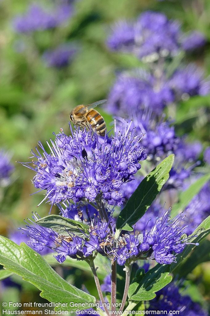 Bartblume 'Dark Knight' (Caryopteris clandonensis)