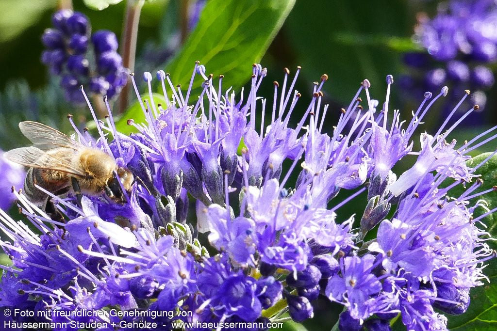 Bartblume 'Dark Knight' (Caryopteris clandonensis)