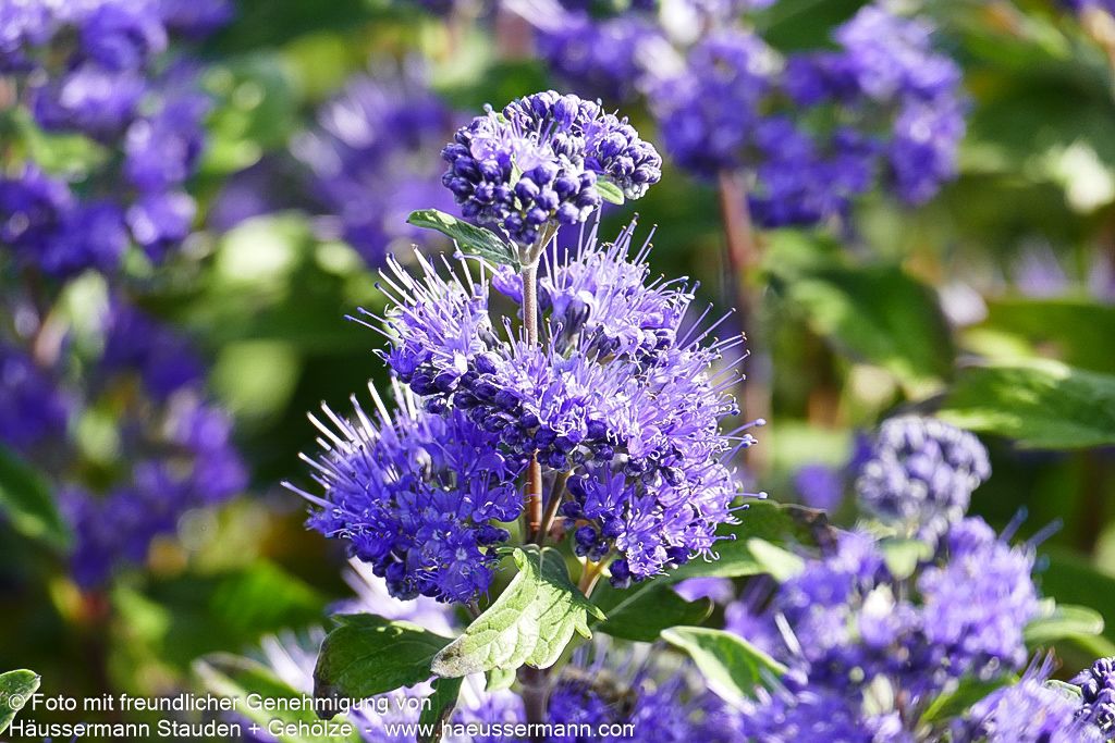 Bartblume 'Dark Knight' (Caryopteris clandonensis)