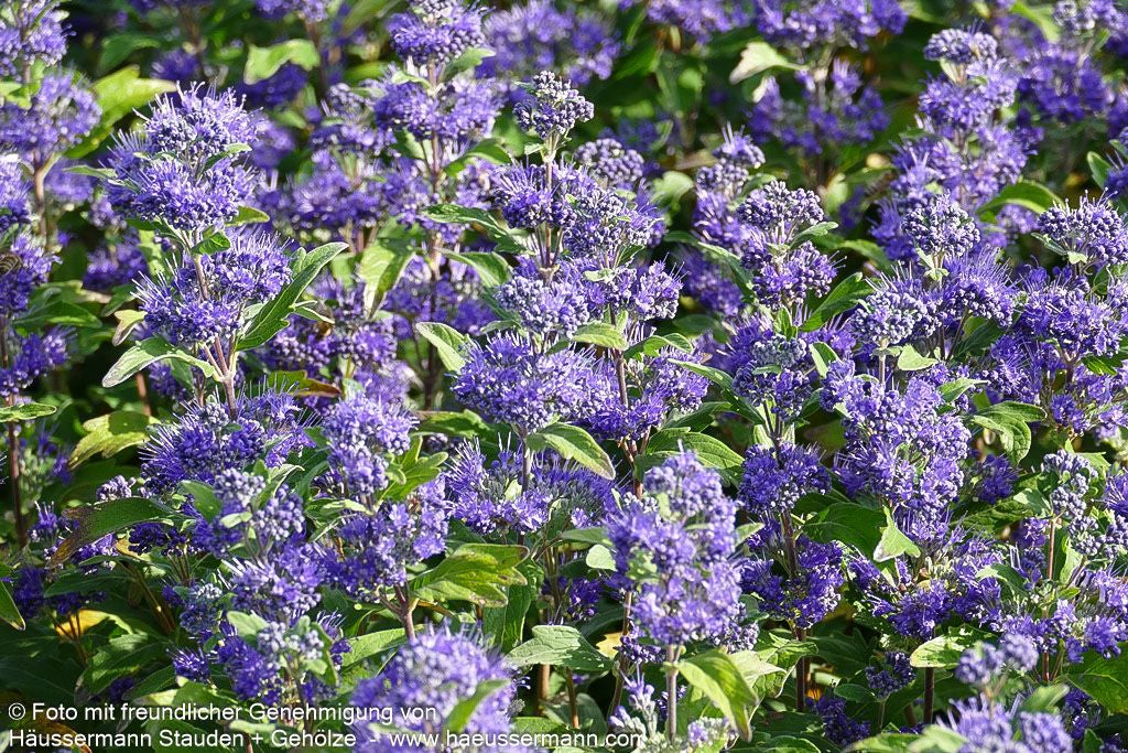 Bartblume 'Dark Knight' (Caryopteris clandonensis)