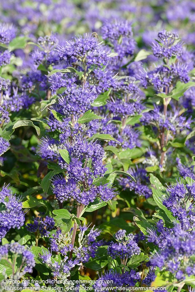 Bartblume 'Grand Bleu' (Caryopteris clandonensis)