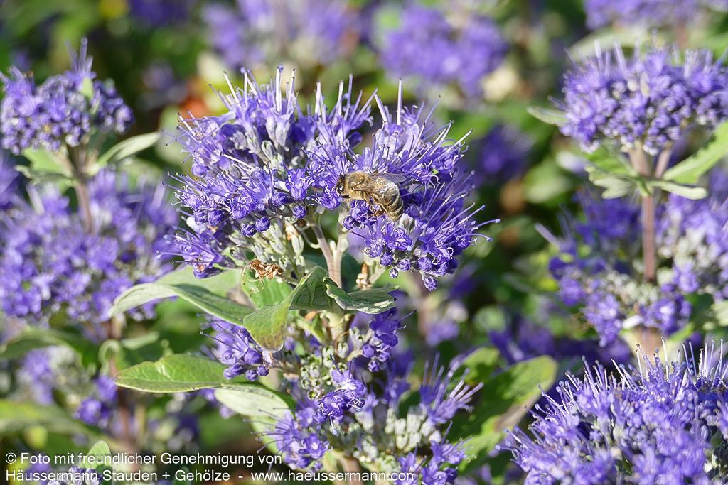 Bartblume 'Grand Bleu' (Caryopteris clandonensis)