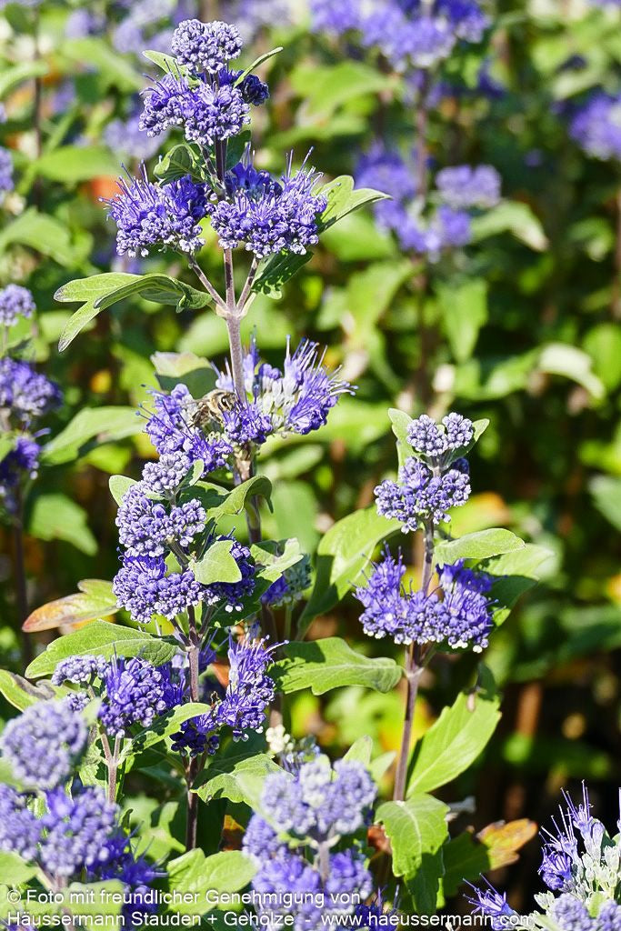 Bartblume 'Grand Bleu' (Caryopteris clandonensis)