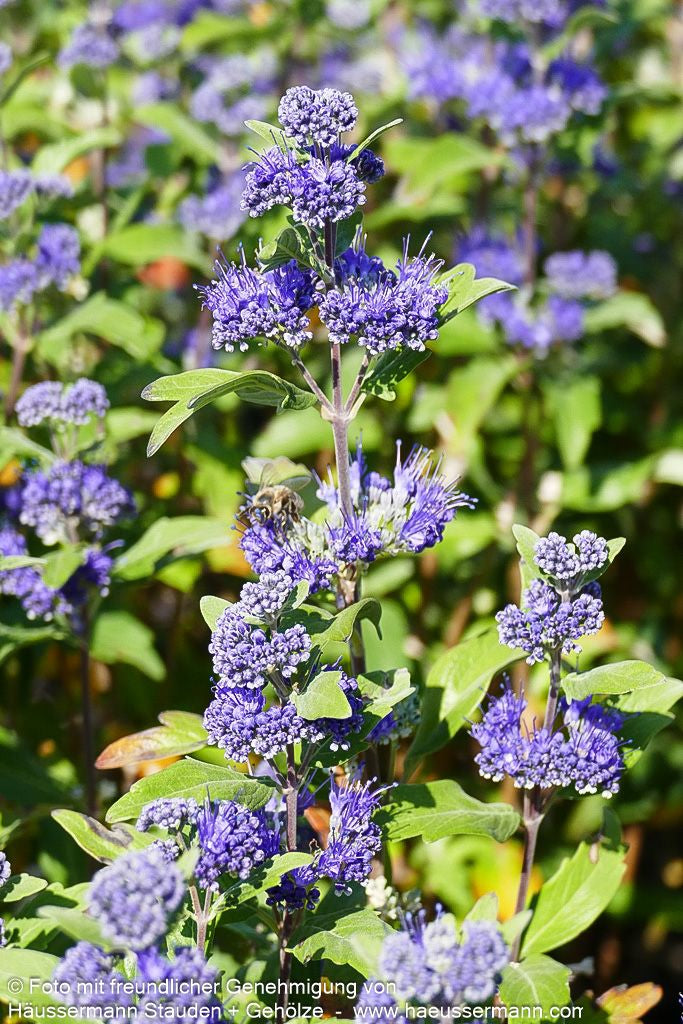 Bartblume 'Grand Bleu' (Caryopteris clandonensis)