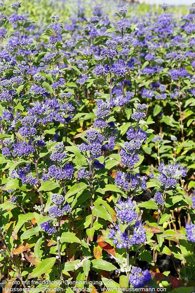 Bartblume 'Grand Bleu' (Caryopteris clandonensis)