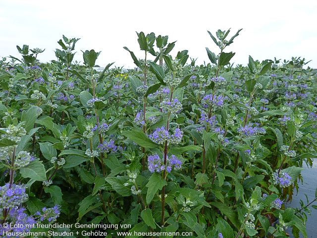 Bartblume 'Grand Bleu' (Caryopteris clandonensis)