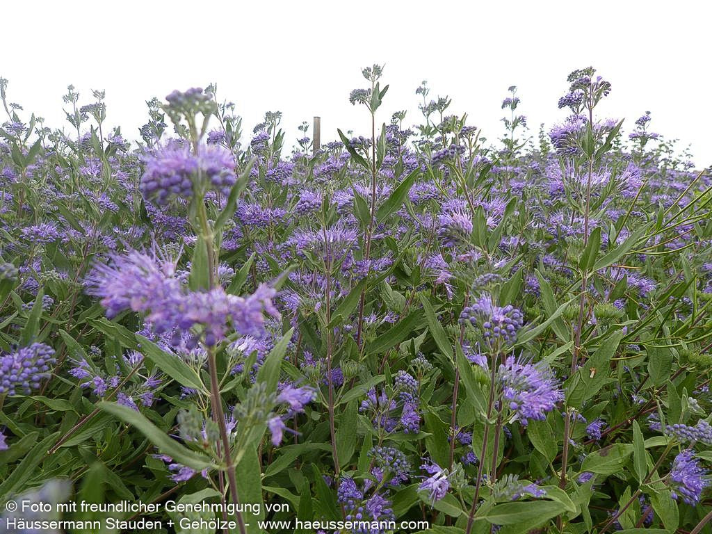 Bartblume 'Heavenly Blue' (Caryopteris clandonensis)