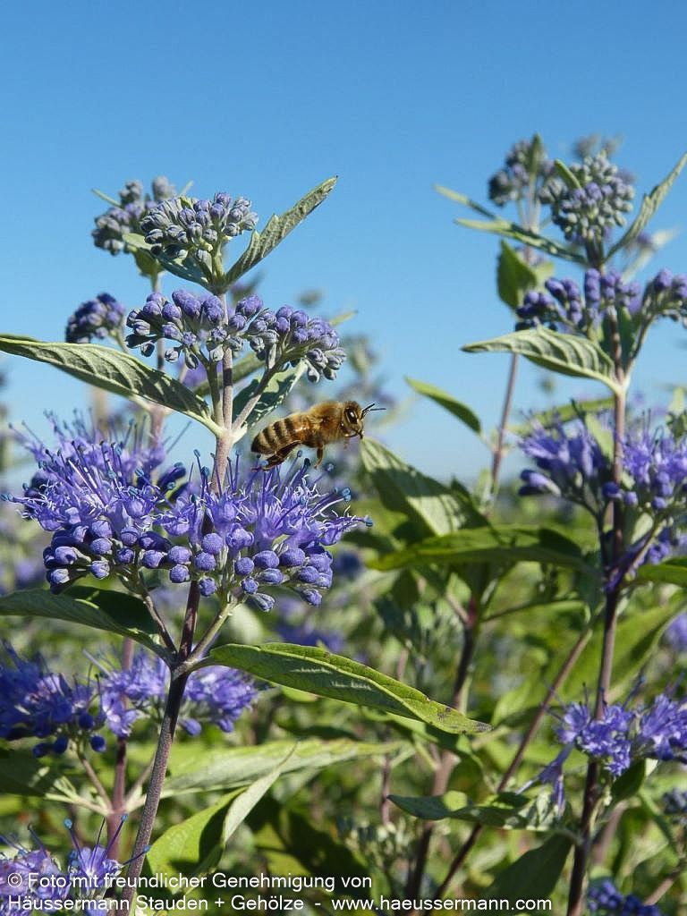 Bartblume 'Heavenly Blue' (Caryopteris clandonensis)