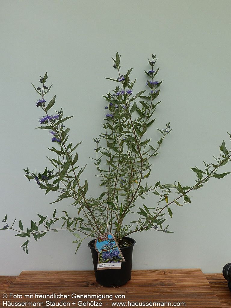 Bartblume 'Heavenly Blue' (Caryopteris clandonensis)