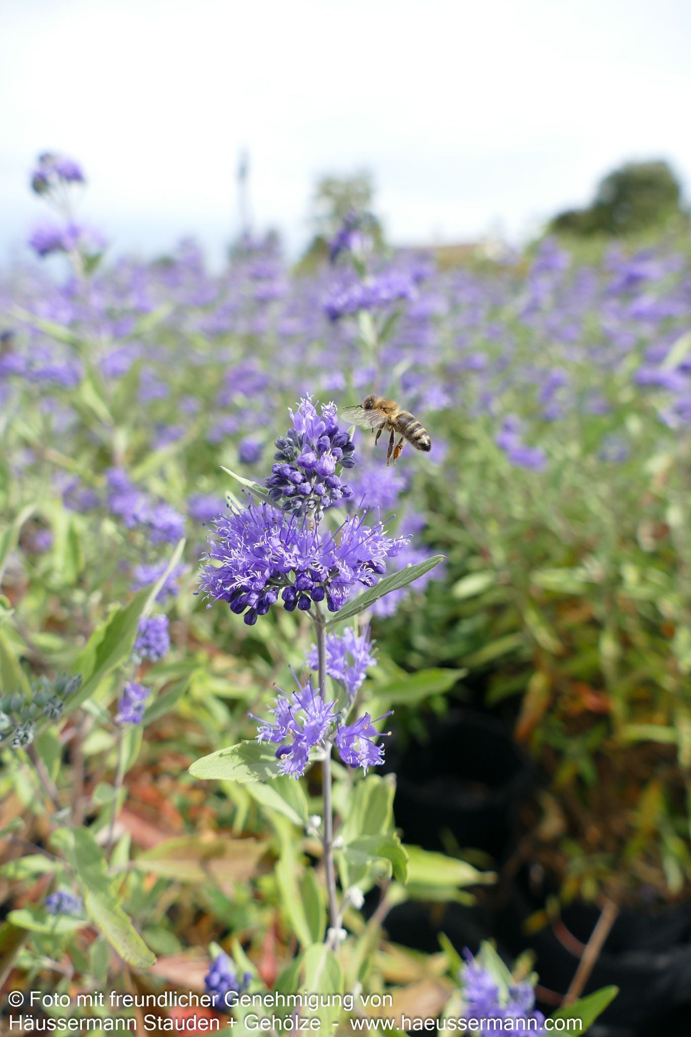 Bartblume 'Heavenly Blue' (Caryopteris clandonensis)