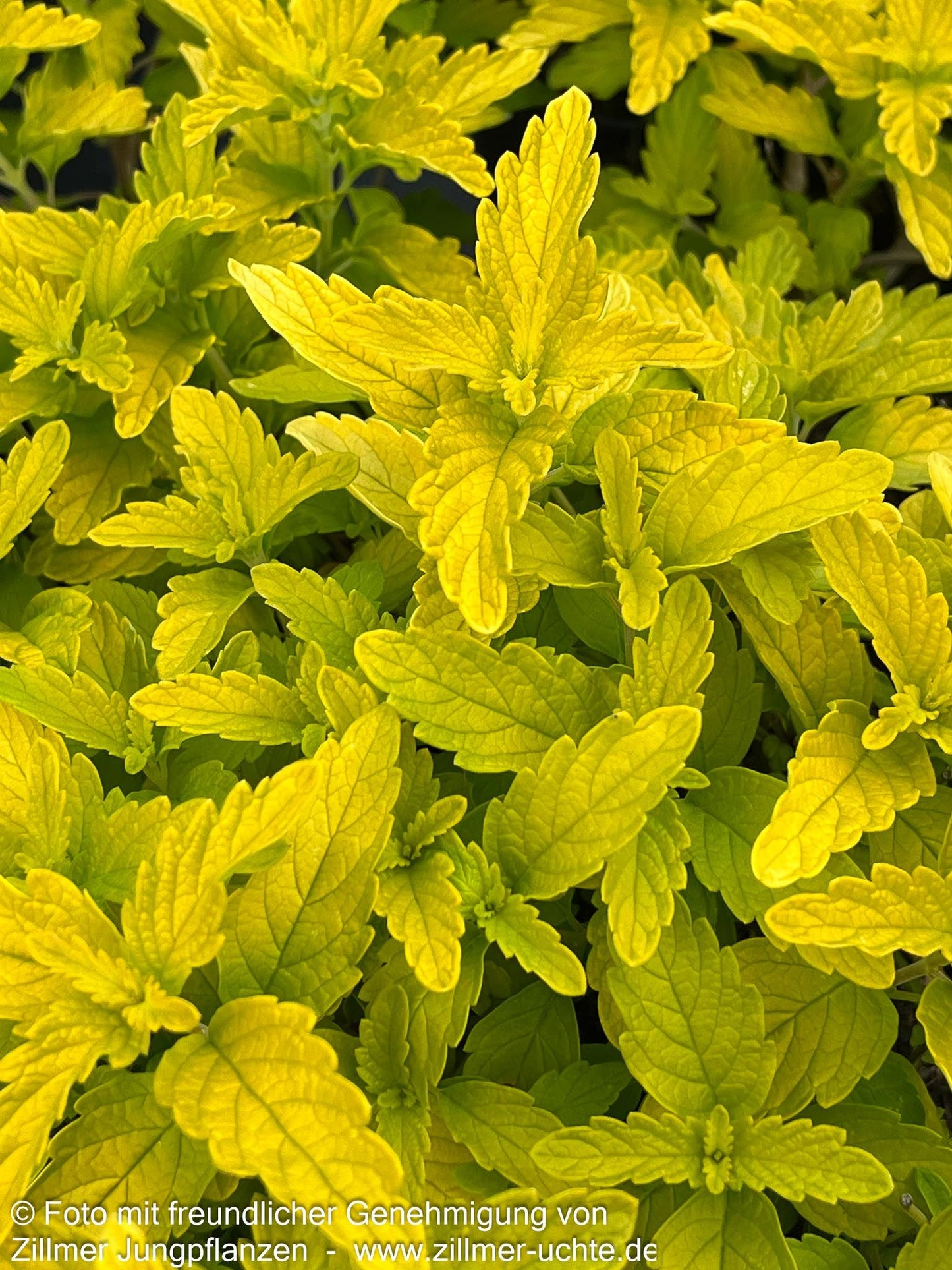 Bartblume 'Hint of Gold' (Caryopteris clandonensis)