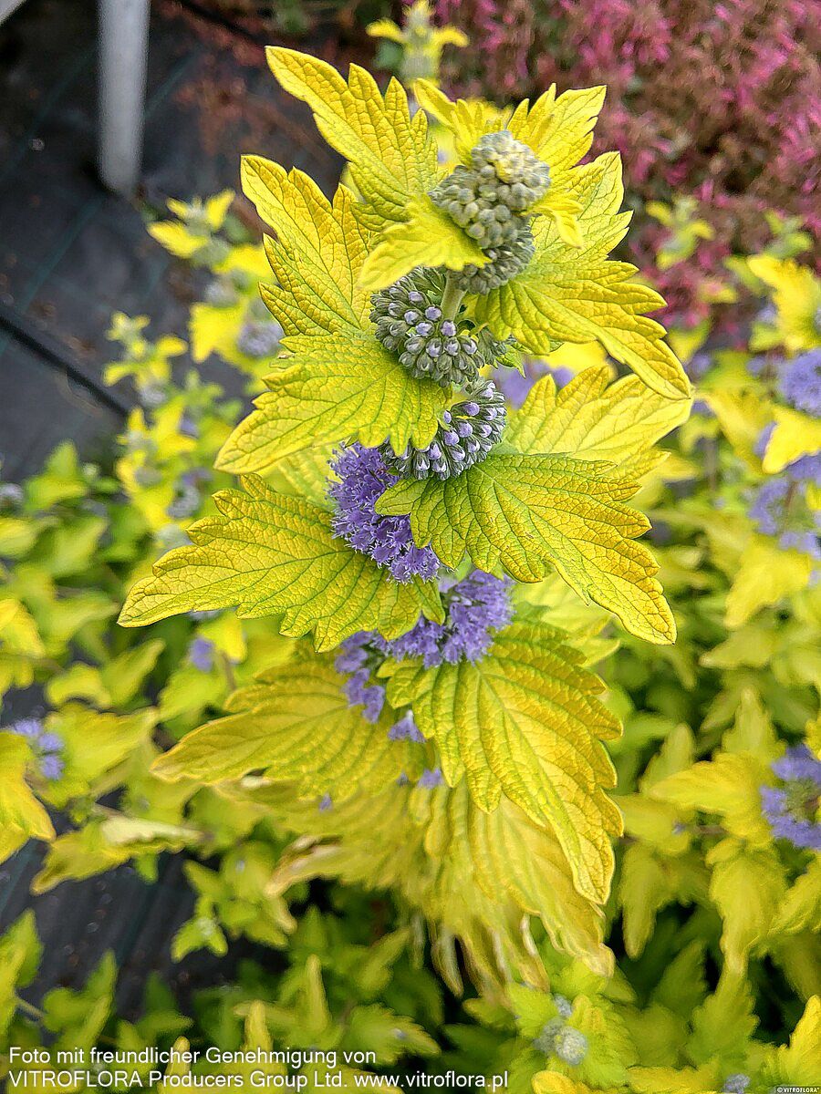 Bartblume 'Hint of Gold' (Caryopteris clandonensis)