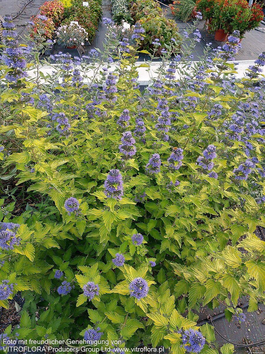 Bartblume 'Hint of Gold' (Caryopteris clandonensis)