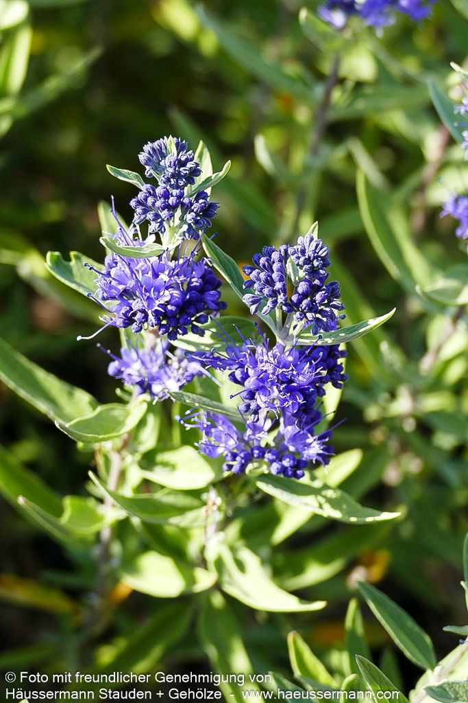 Bartblume 'Kew Blue' (Caryopteris clandonensis)