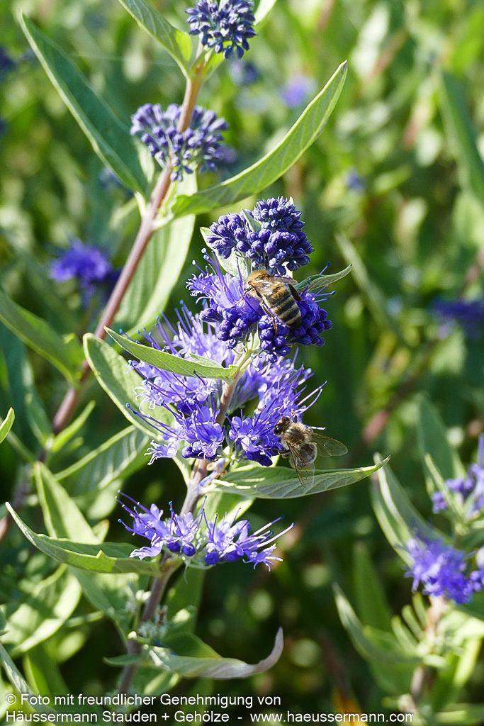 Bartblume 'Kew Blue' (Caryopteris clandonensis)
