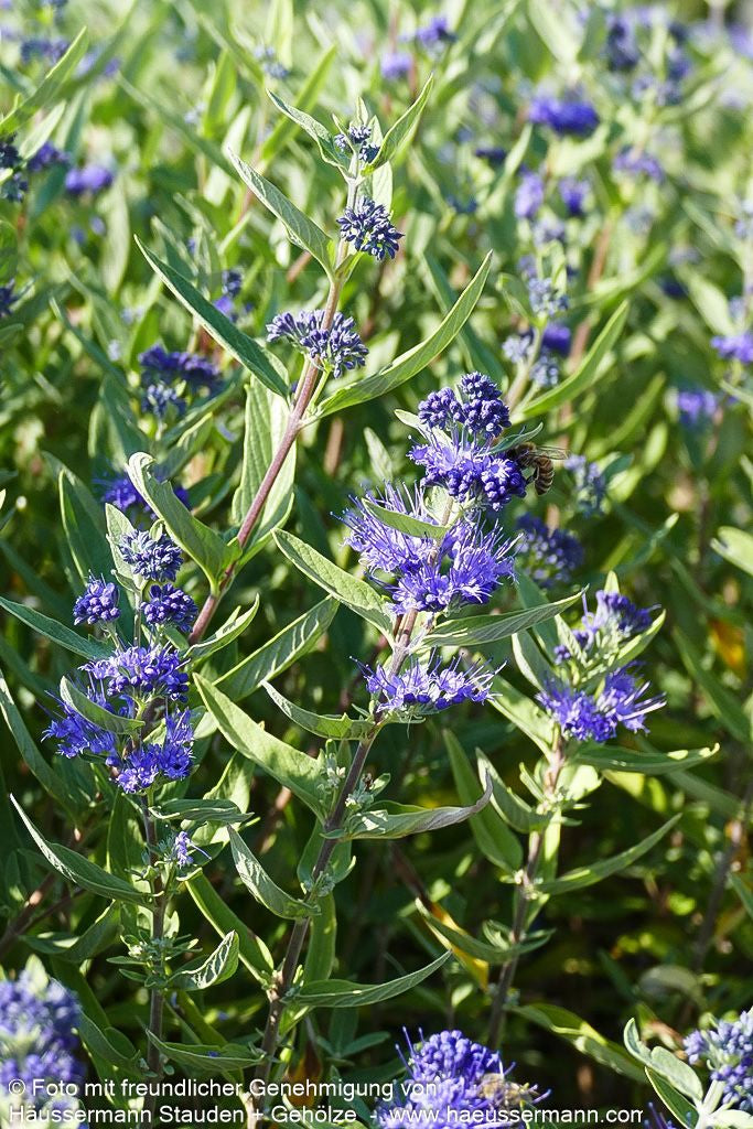 Bartblume 'Kew Blue' (Caryopteris clandonensis)