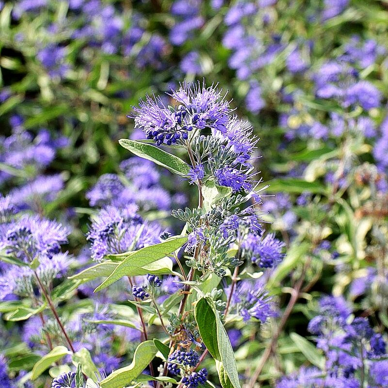 Bartblume 'Sterling Silver' (Caryopteris clandonensis)
