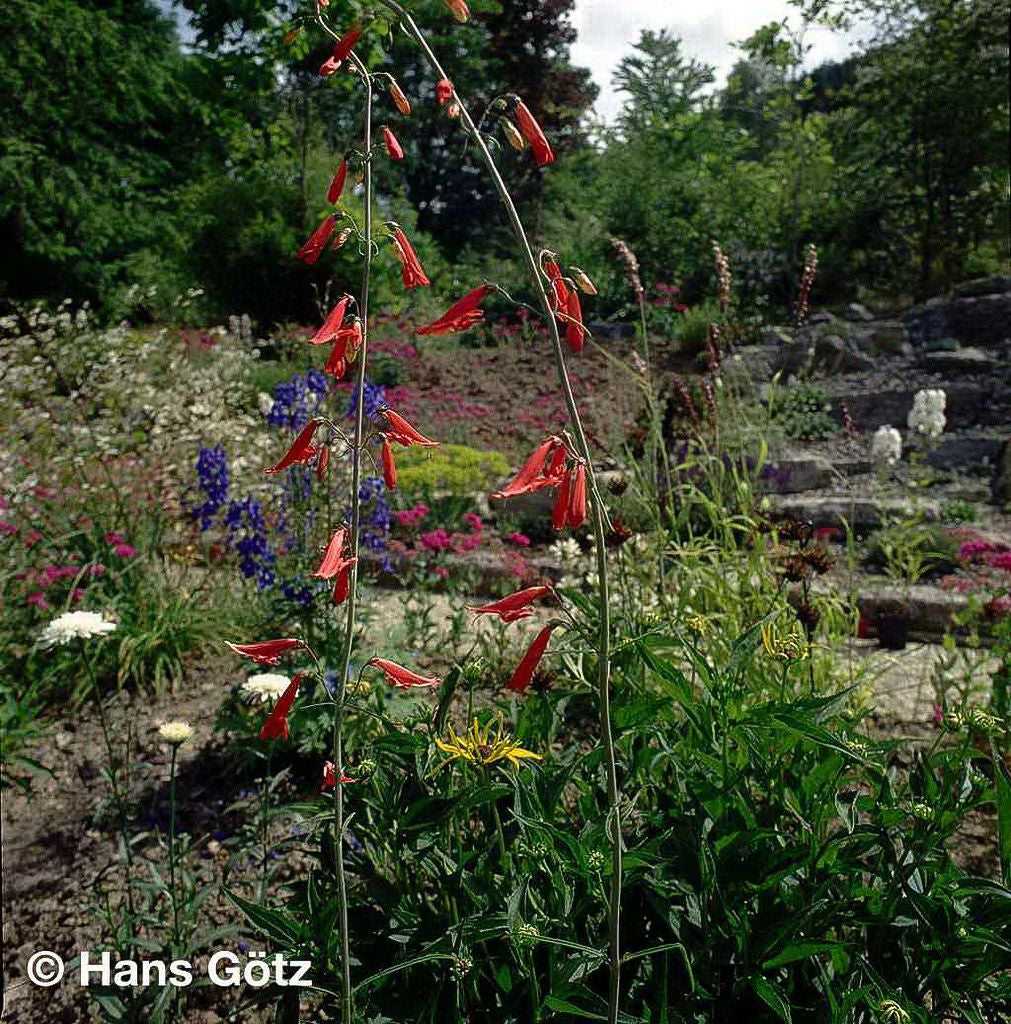 Bartfaden 'Coccineus' (Penstemon barbatus)