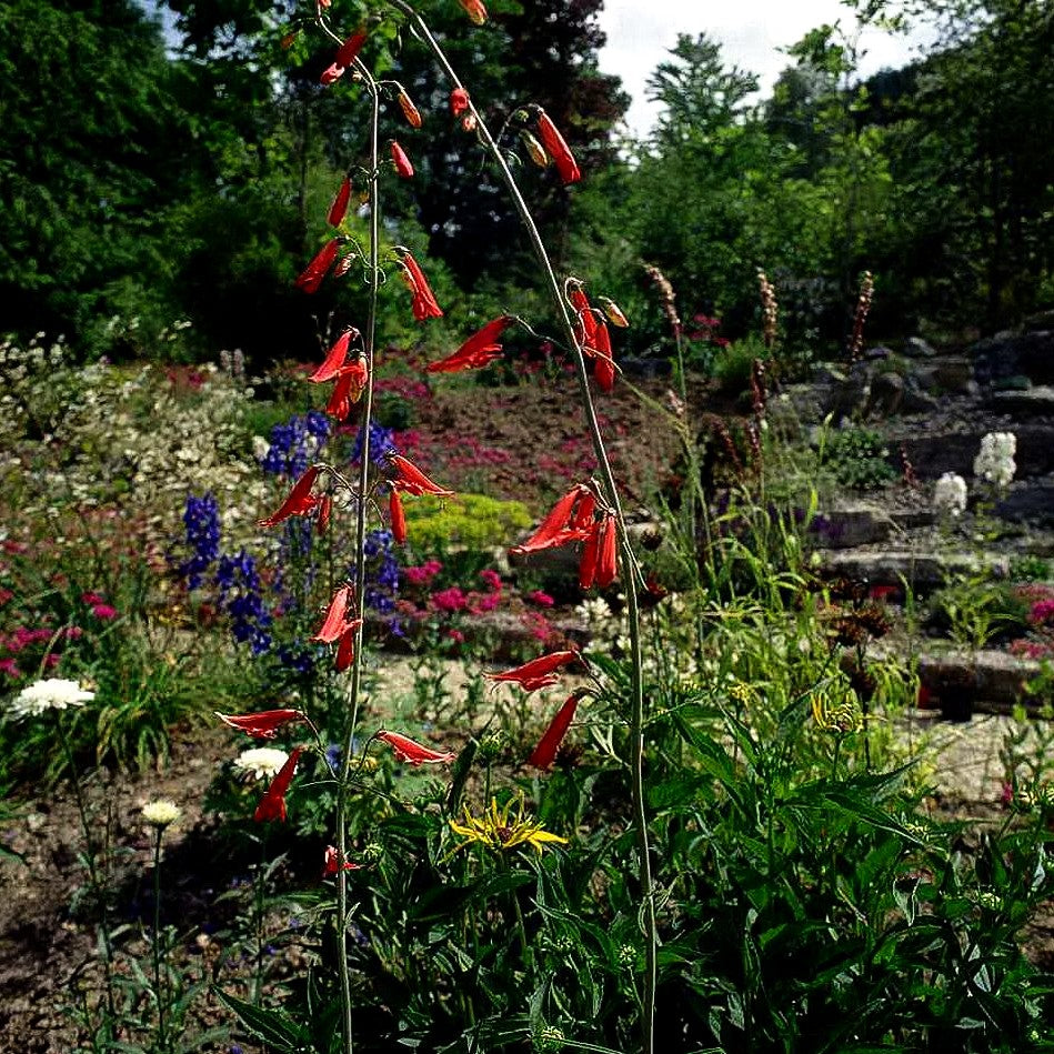 Bartfaden 'Coccineus' (Penstemon barbatus)