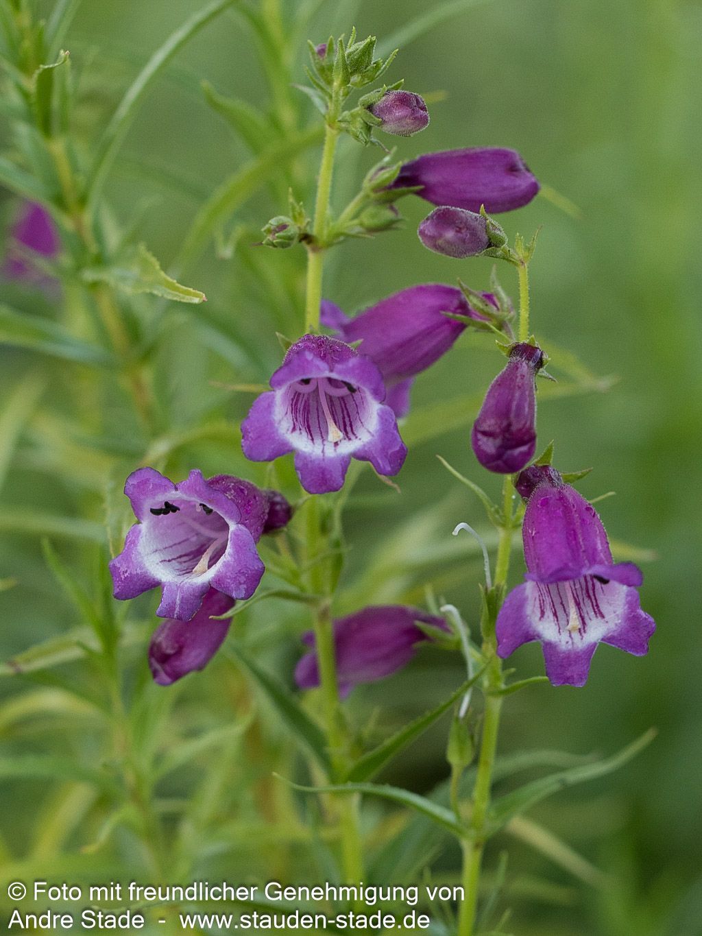 Bartfaden 'Sunburst Amethyst' (Penstemon x mex.)