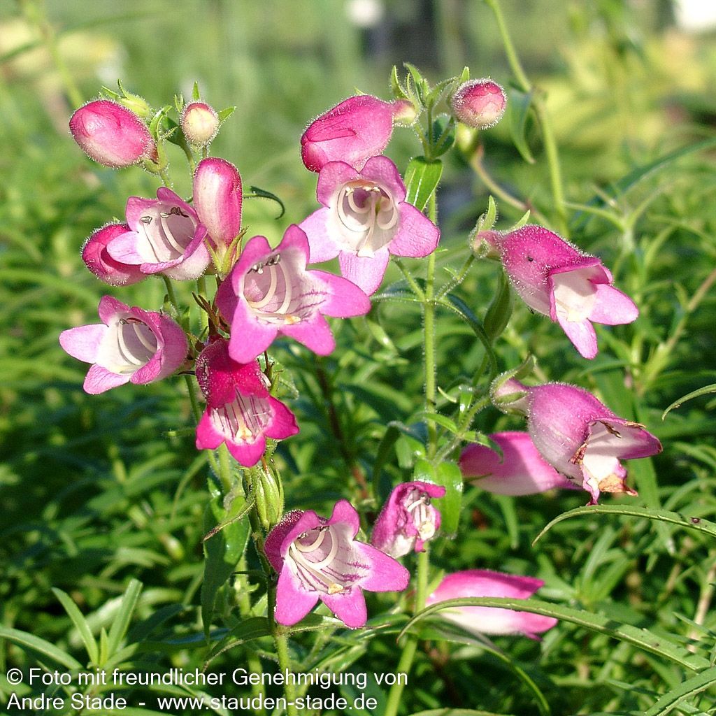 Bartfaden 'Sunburst Ruby' (Penstemon x mexicali)