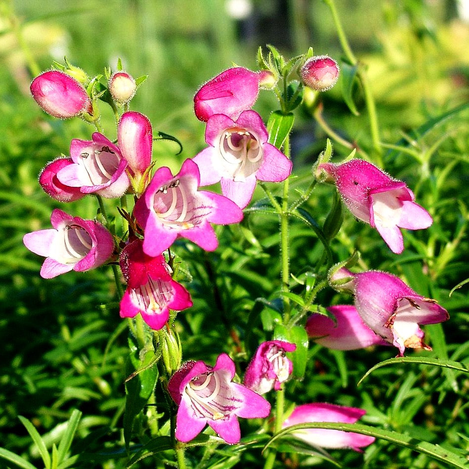Bartfaden 'Sunburst Ruby' (Penstemon x mexicali)