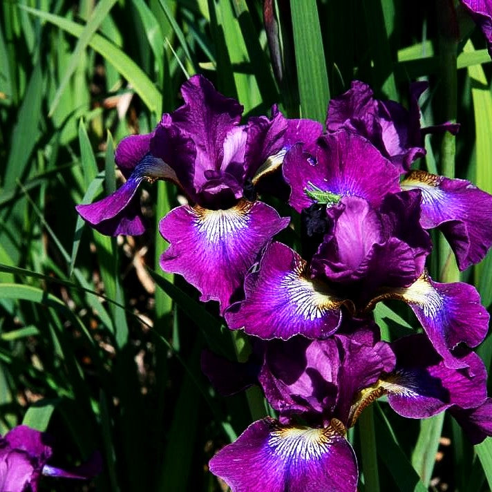 Bartlose Wiesen-Schwertlilie 'Berlin Purple Wine' (Iris sibirica)