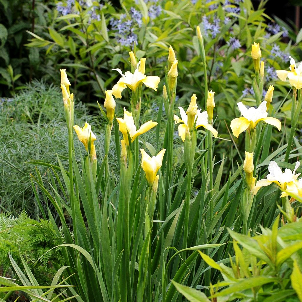 Bartlose Wiesen-Schwertlilie 'Butter and Sugar' (Iris sibirica)