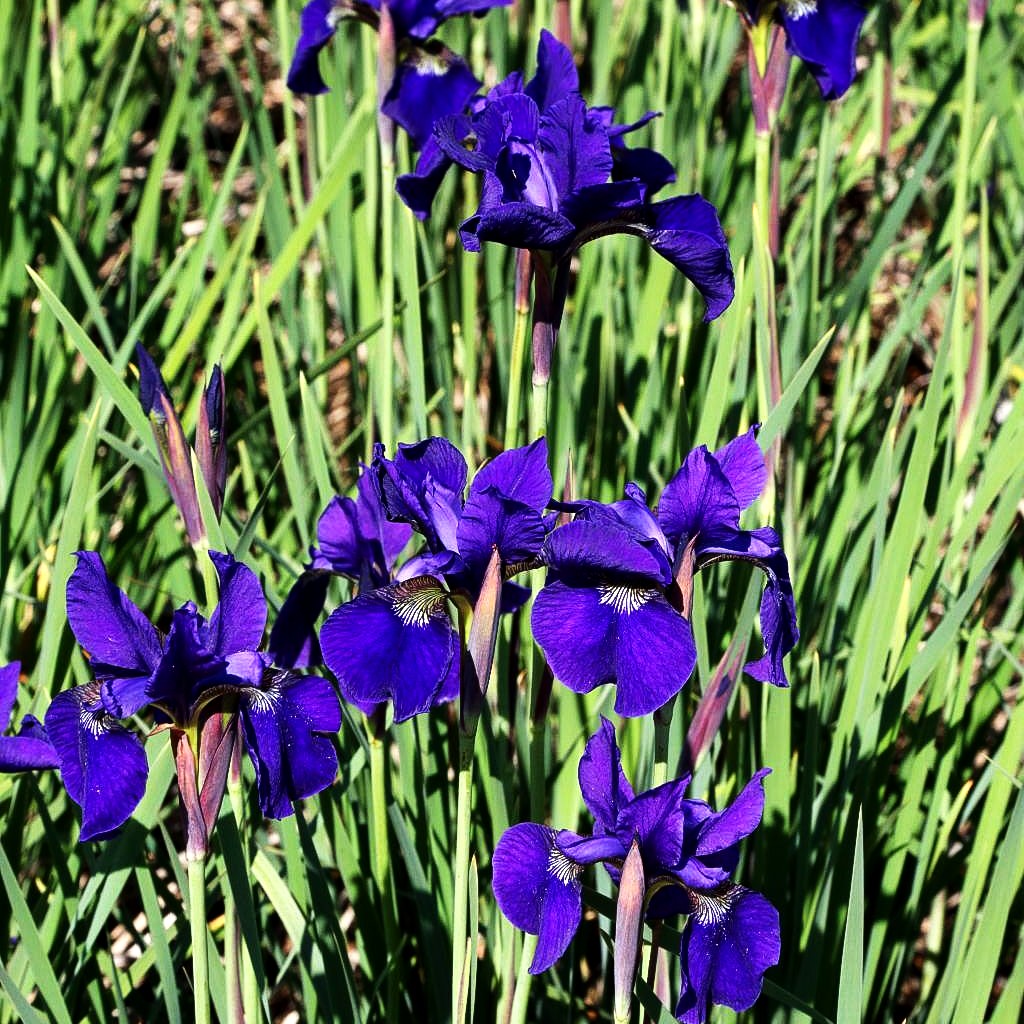 Bartlose Wiesen-Schwertlilie 'Caesar's Brother' (Iris sibirica)