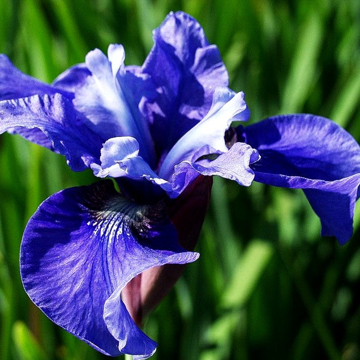 Bartlose Wiesen-Schwertlilie 'Ego' (Iris sibirica)