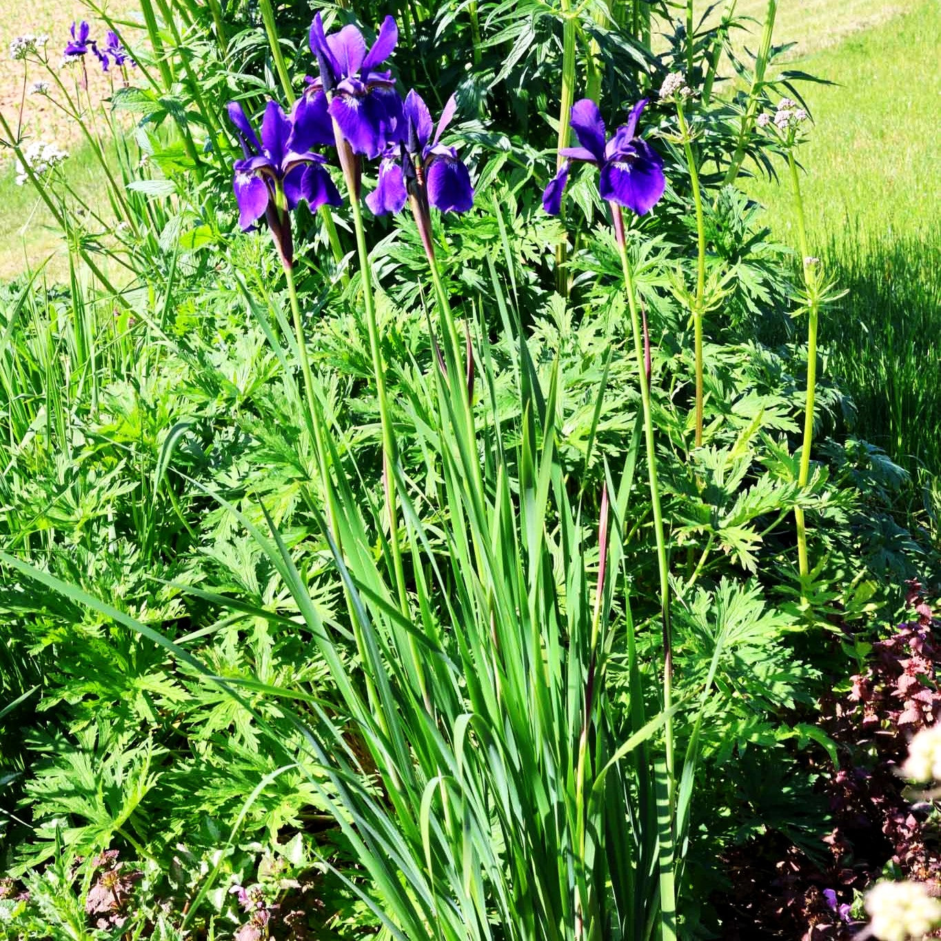 Bartlose Wiesen-Schwertlilie 'Elfe' (Iris sibirica)
