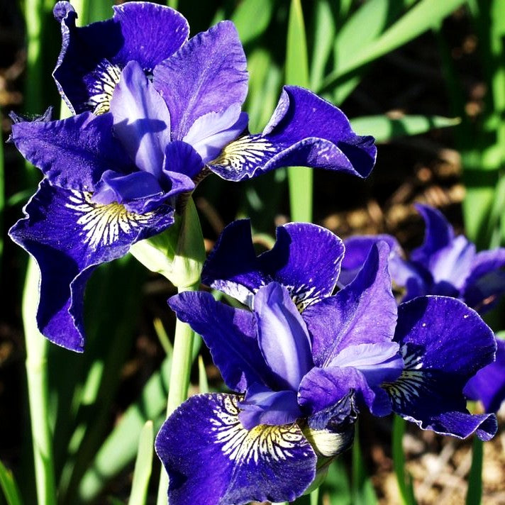Bartlose Wiesen-Schwertlilie 'Forrest McCord' (Iris sibirica)