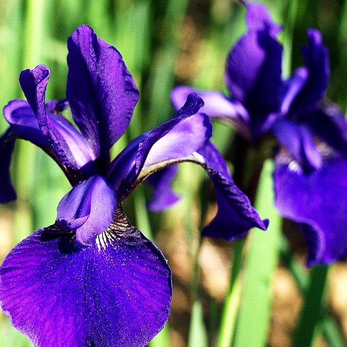 Bartlose Wiesen-Schwertlilie 'Mountain Lake' (Iris sibirica)