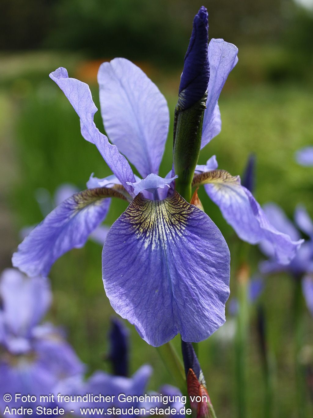 Bartlose Wiesen-Schwertlilie 'My Love' (Iris sibirica)
