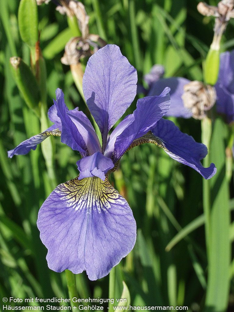 Bartlose Wiesen-Schwertlilie 'My Love' (Iris sibirica)