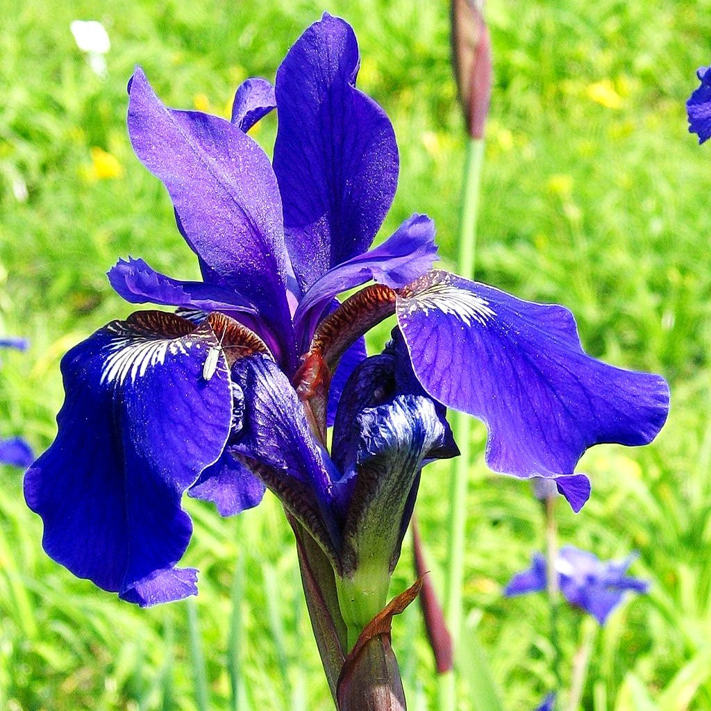 Bartlose Wiesen-Schwertlilie 'Niklassee' (Iris sibirica)
