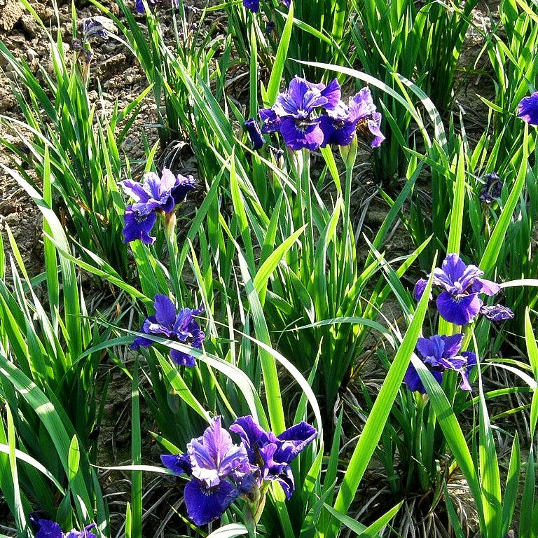 Bartlose Wiesen-Schwertlilie 'Ruffled Velvet' (Iris sibirica)