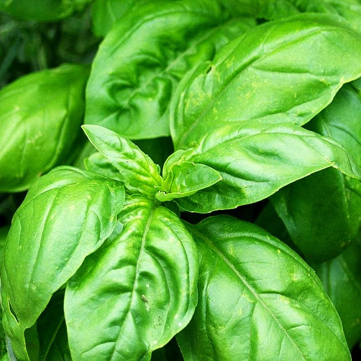 Basilikum 'Genovese' (Ocimum basilicum)