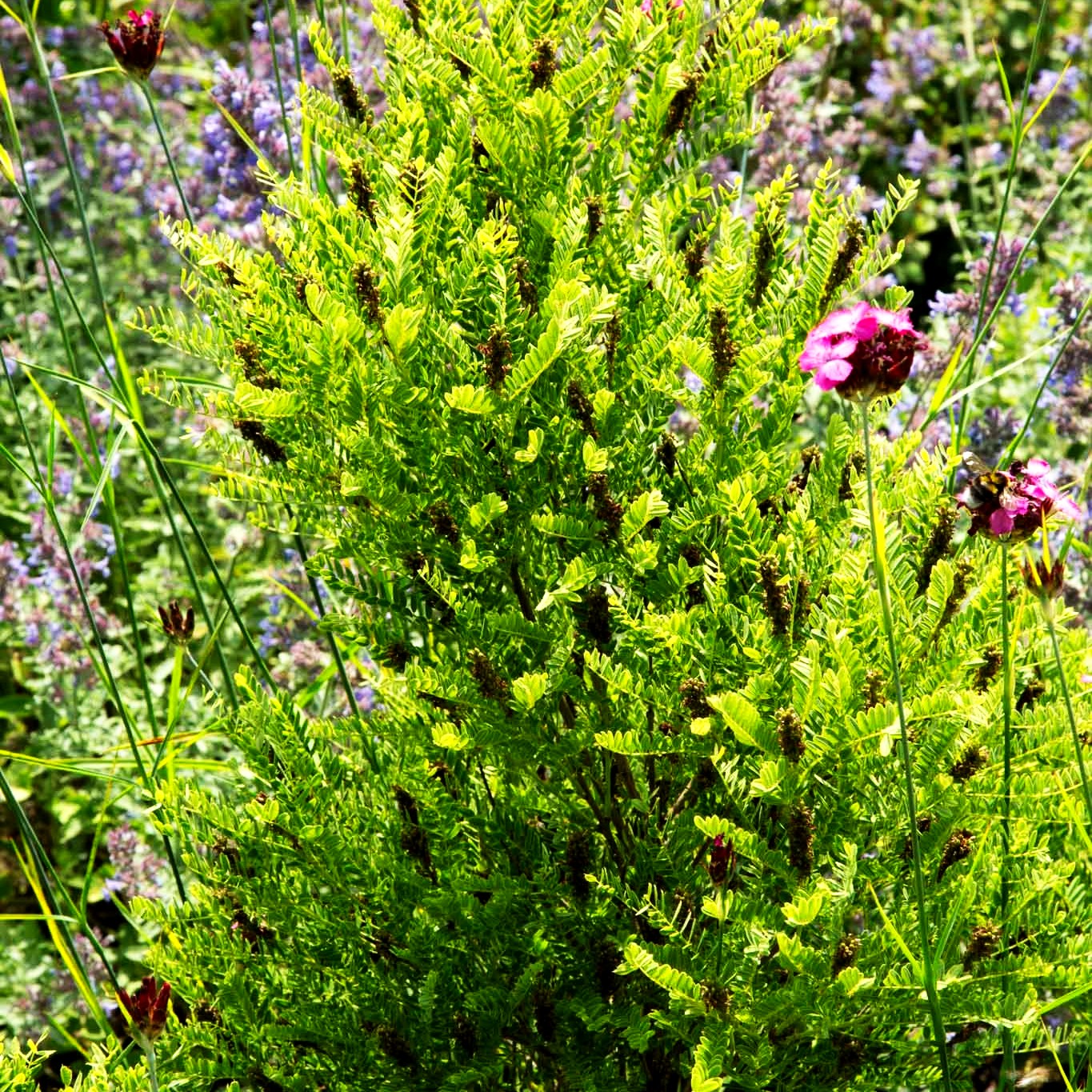 Bastardindigo (Amorpha fruticosa)